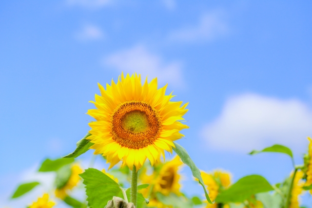 7月17日(木) 早朝特別割引！リフレッシュ整体で快適な一日を